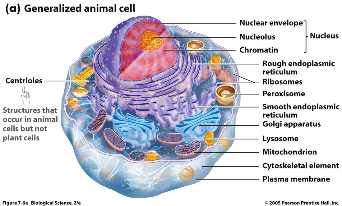 Unit A: Cell Structures/ Unit B: Cell Compound - Biology 12